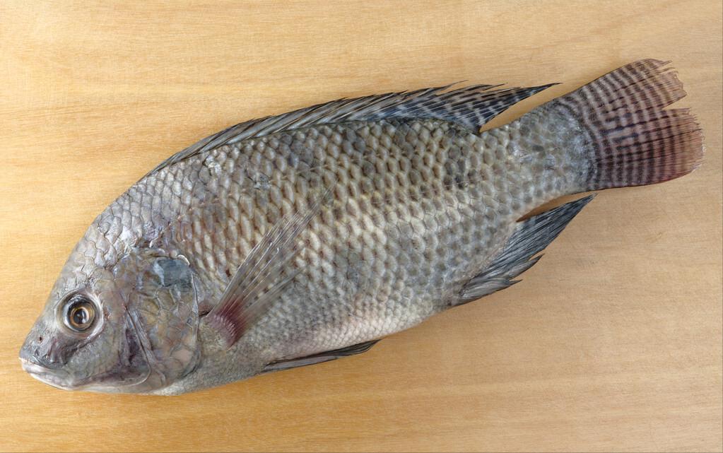 如何区别认识市面上常见的几种鱼,各种鱼怎么分类