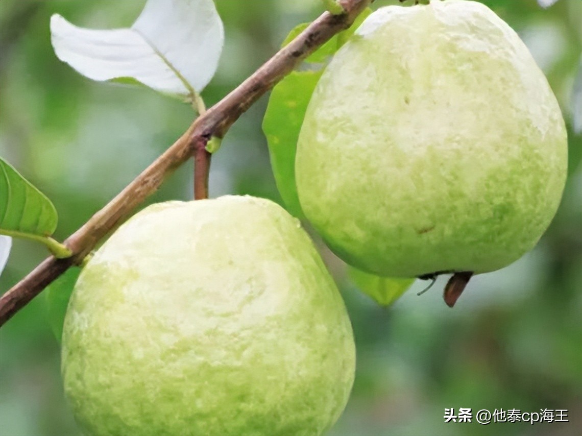 番石榴怎么吃最有营养,番石榴跟什么一起吃好吃