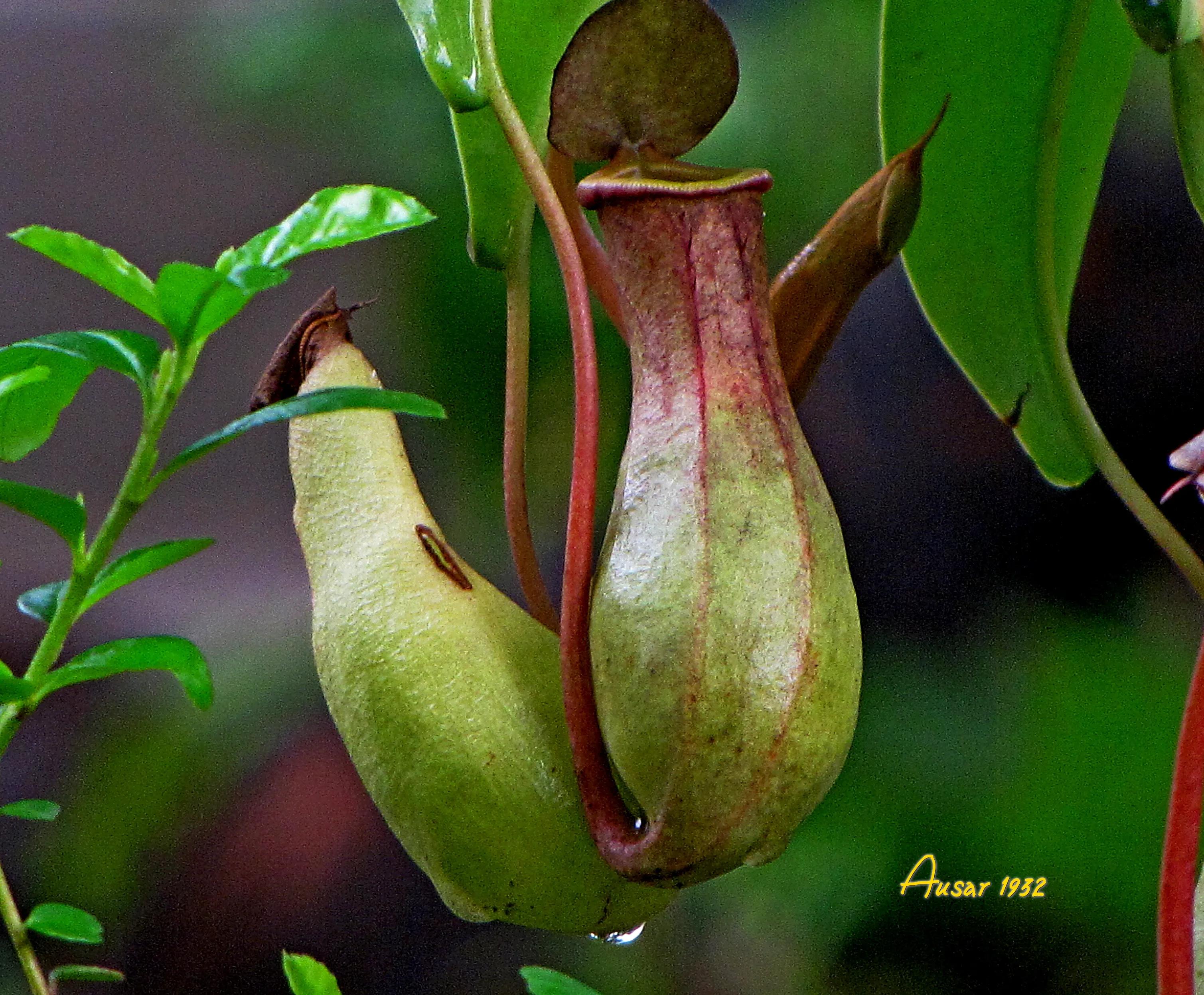巨大猪笼草怎么捕食昆虫,小猪笼草捕食昆虫为生