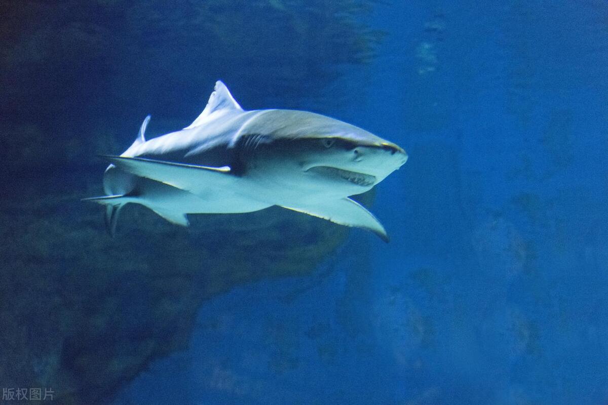 鲨鱼的超能力：如何在黑暗和寂静中找到猎物和敌人？