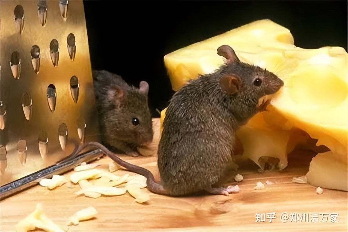 总是抓不到老鼠究竟是什么原因？其实都是因为老鼠的这种习性
