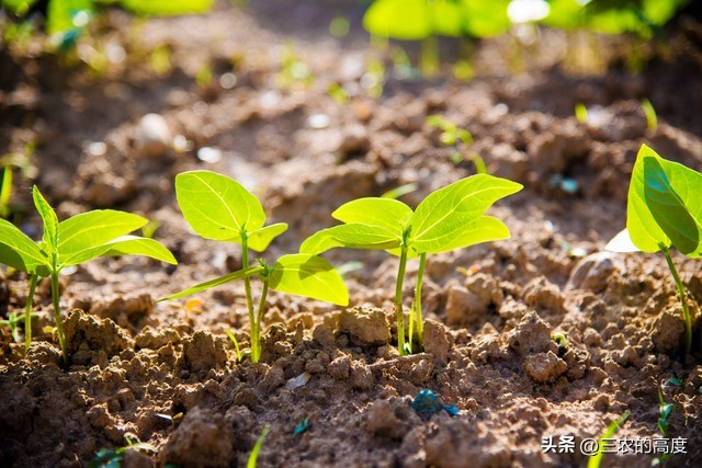 介绍谷雨种瓜点豆视频,谷雨前后种瓜点豆跟天气有关吗