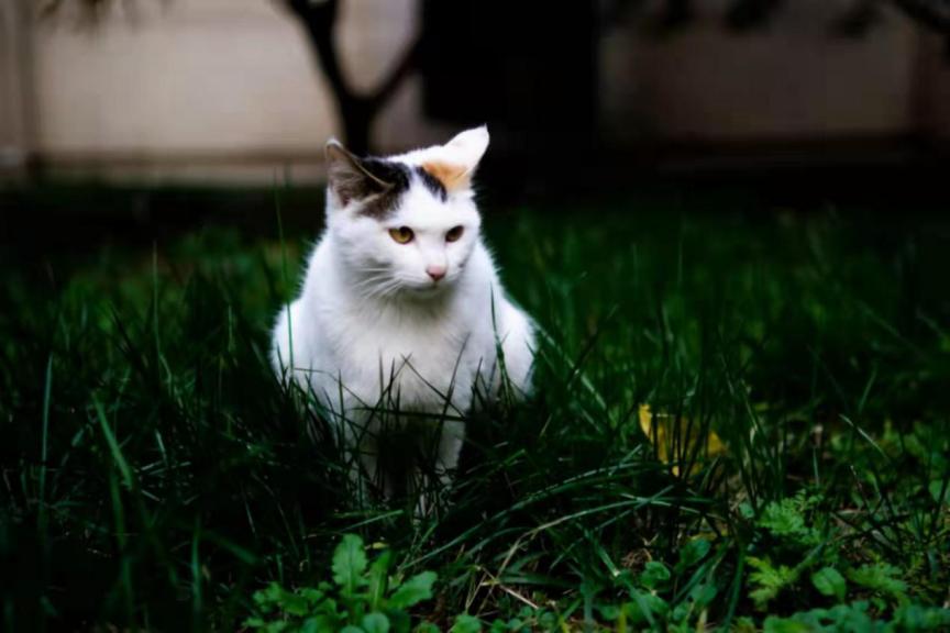 北中医猫,北中医校园