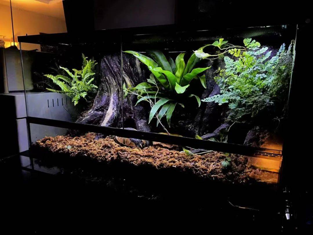 鱼缸造景师有前途吗,水族造景师收入