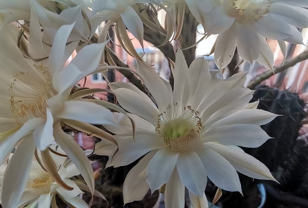 草球牡丹锦仙人球,大花彩草仙人球经典品种