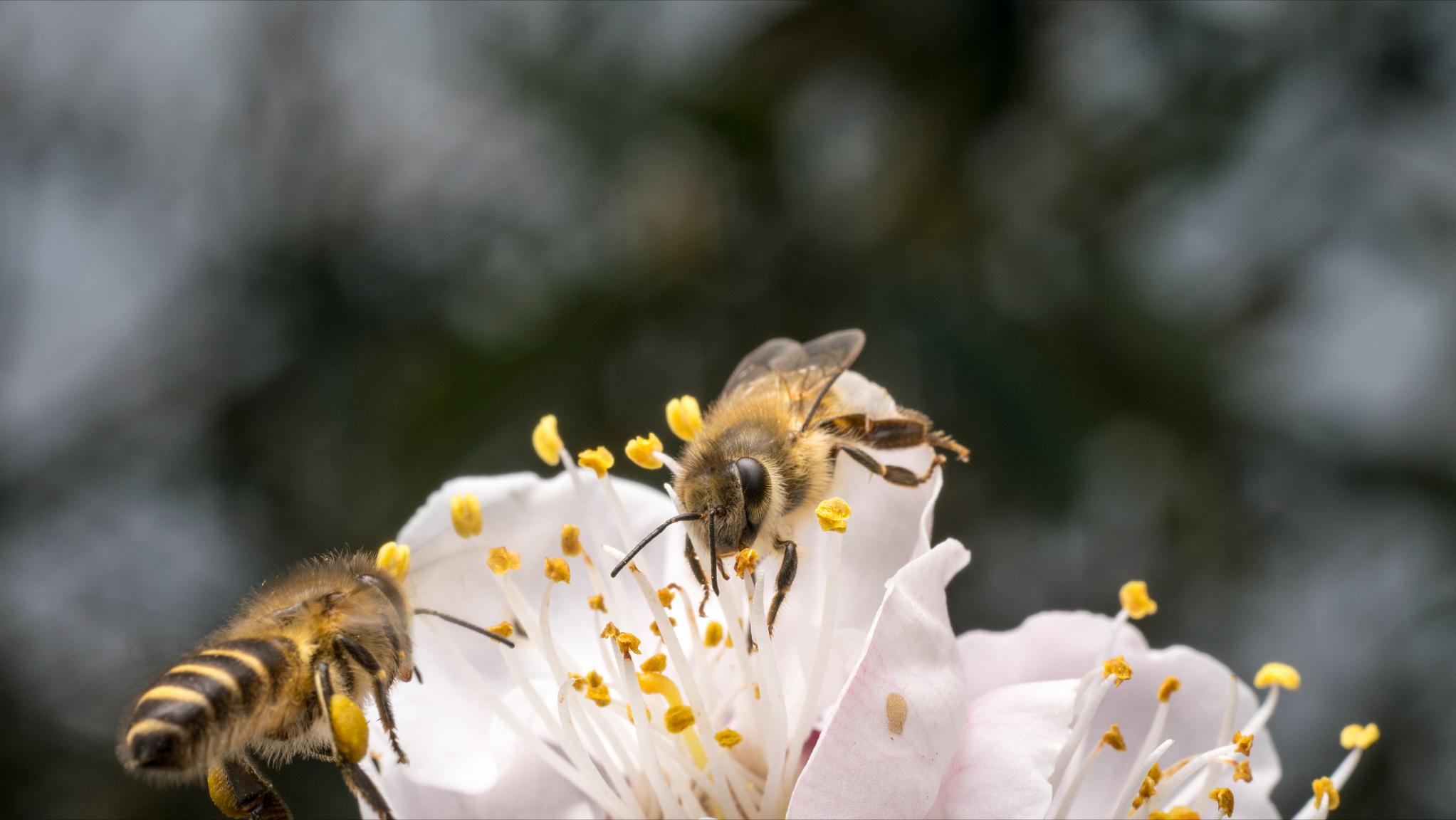 给蜜蜂喂花粉怎么喂,给蜜蜂喂食的时候怎么喂