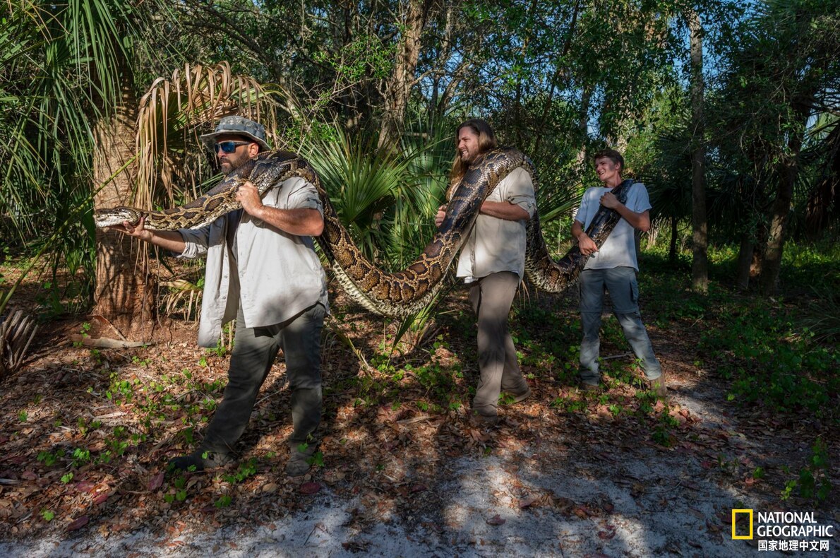 佛罗里达发现有史以来最大的蟒蛇,世界上已发现的最大蟒蛇难得一见