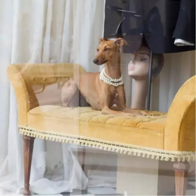 一只被抛弃的小狗逆袭变身超狗,一只被逆袭的中国狗狗