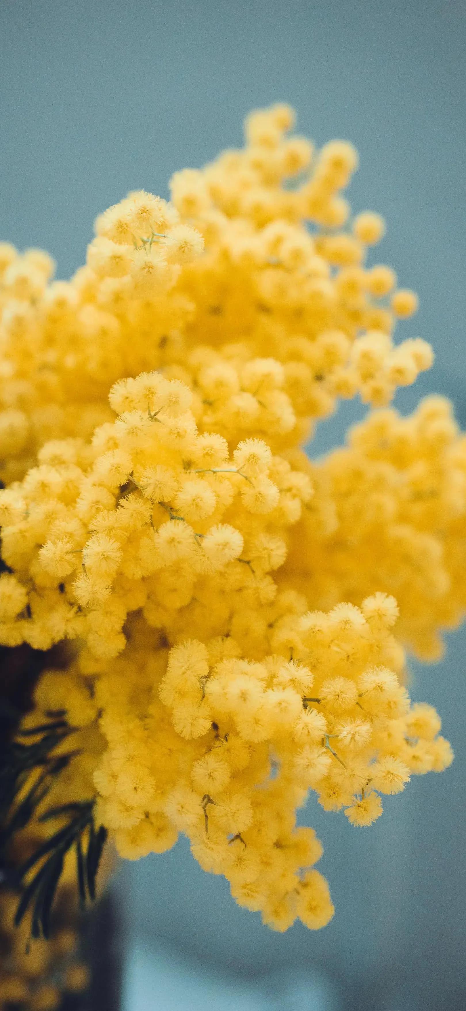 高清全面屏手机壁纸,米奇壁纸高清全面屏