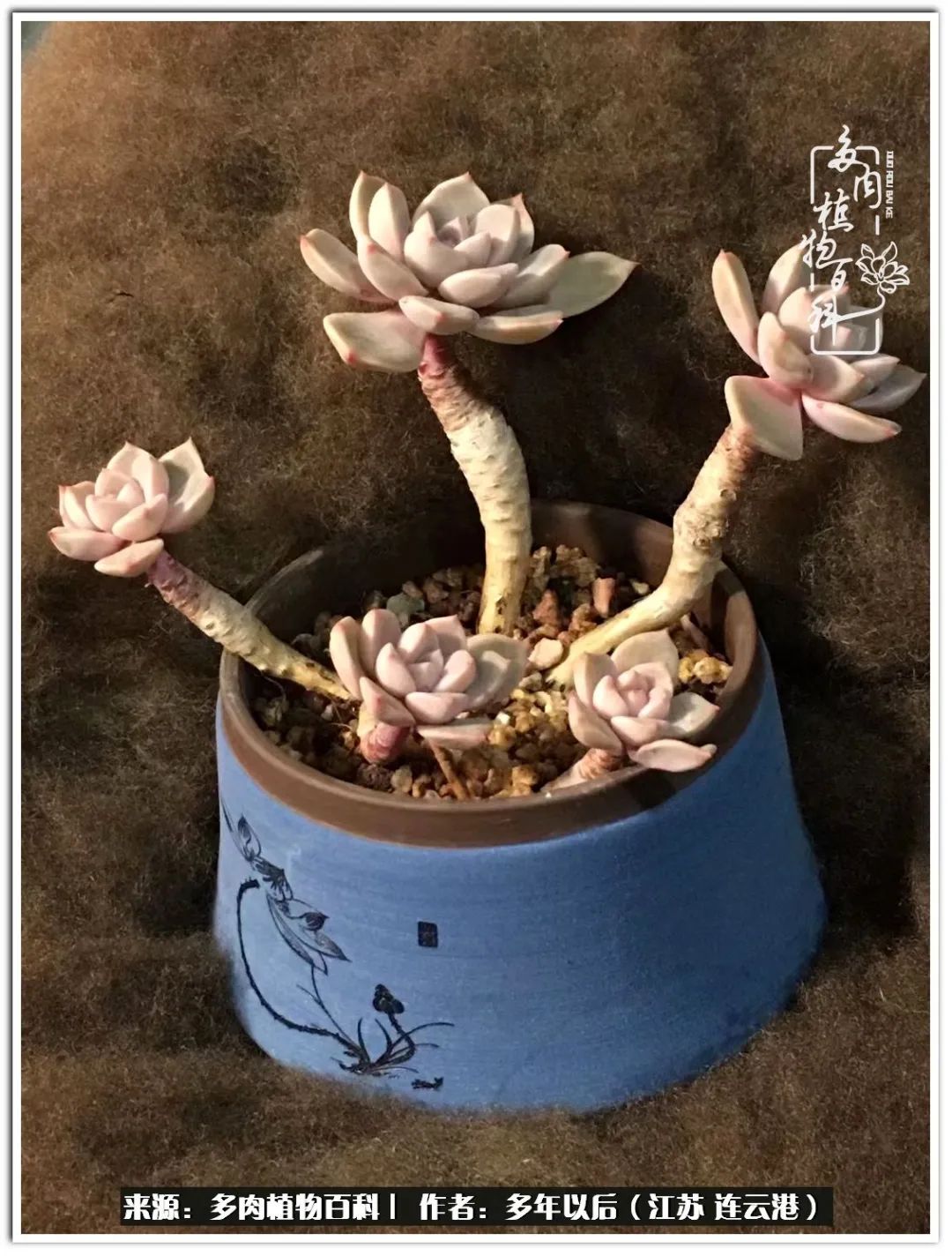 我若不弃，愿你不负我所期