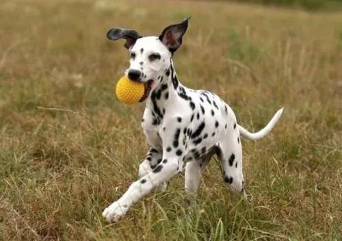 宝贝花斑舌怎么治疗,宝贝皮疹