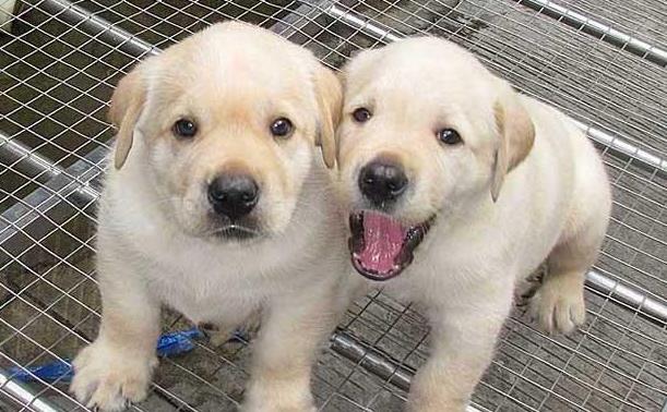 第一次养狗狗哪种狗狗适合新手养,几个月的狗狗适合新手养