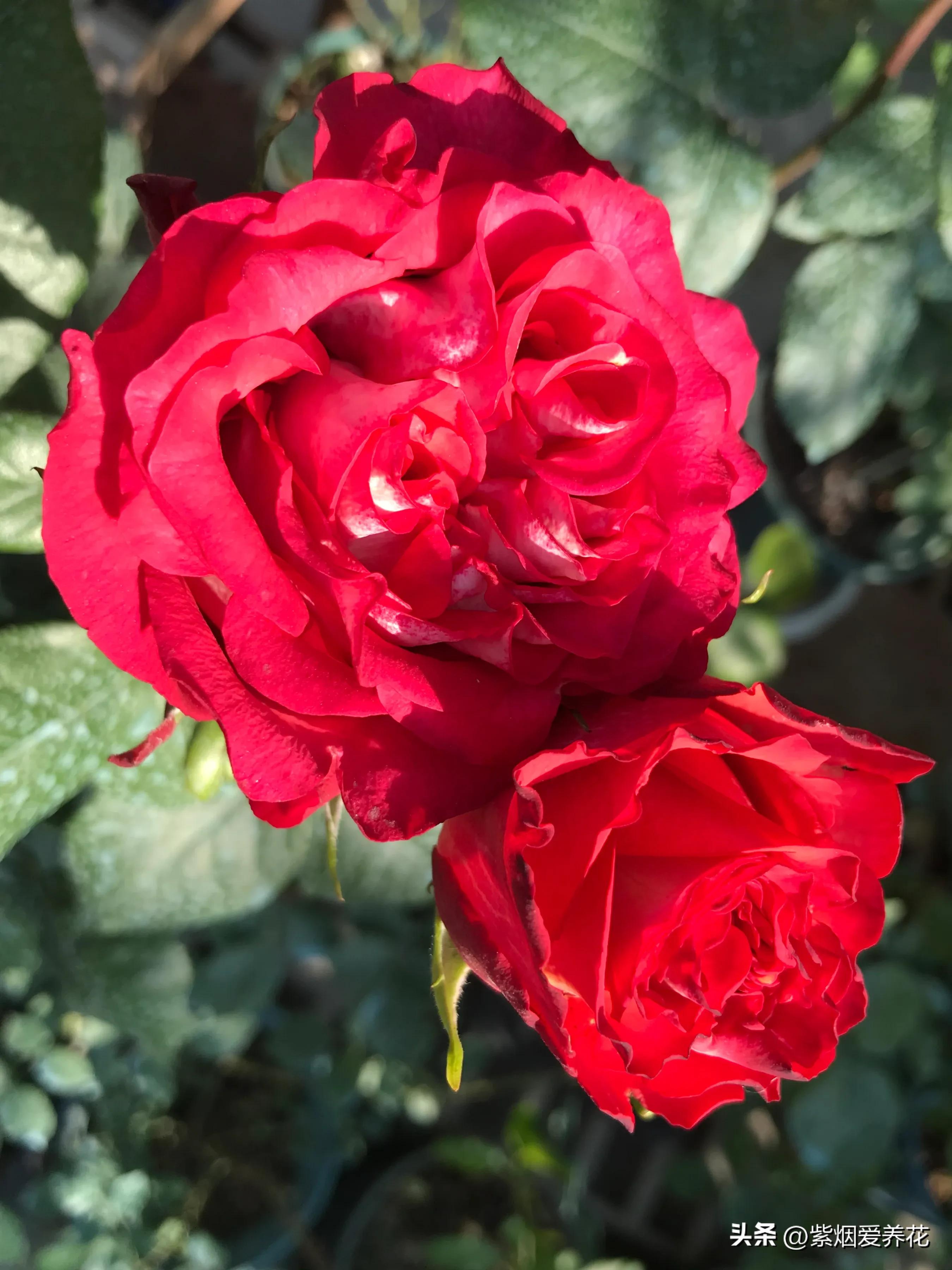 男人送女人一枝红色玫瑰花,送你永不凋谢的玫瑰花