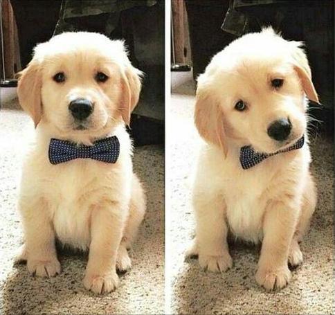 有哪些攻击性的犬可以养,建议懒人养的10种狗小型犬