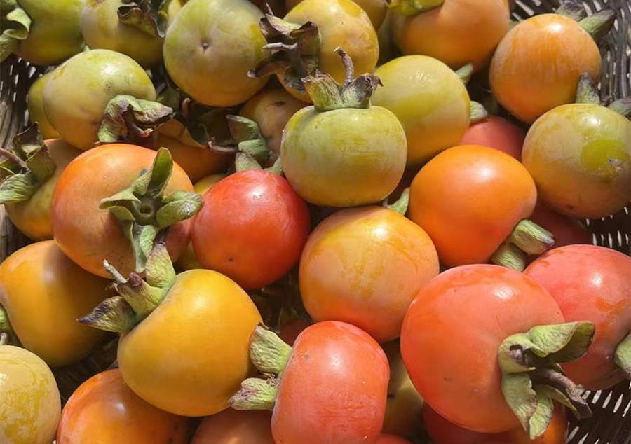 刚采摘的柿子怎么去除苦涩,柿子去涩最简单的方法视频