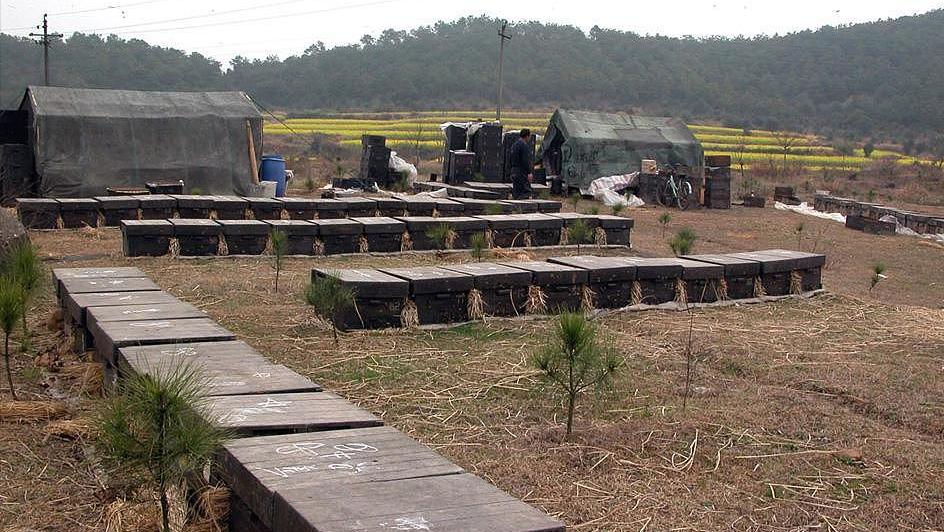 养一箱意蜂，一年能赚多少钱？成本是多少？