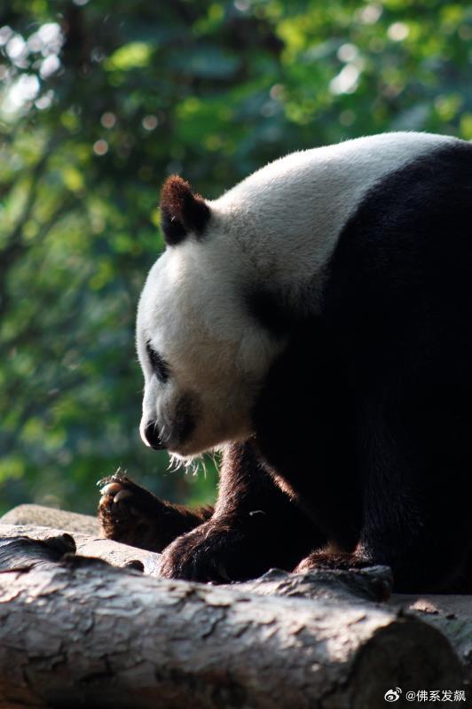 不高的高高和他不白的老婆白云——91年出生的童颜女神大熊猫白云