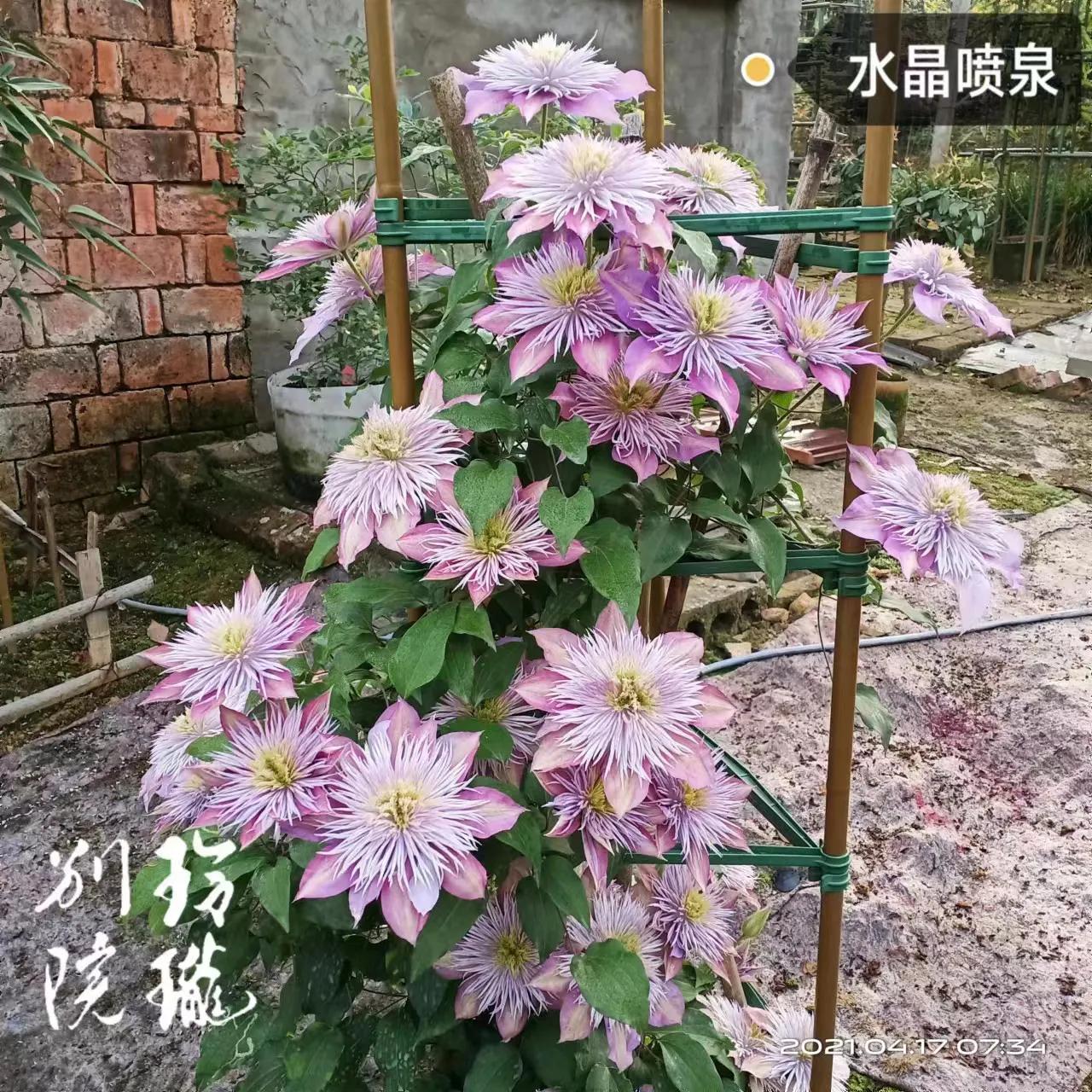 铁线莲巴黎风情品种介绍,爬藤铁线莲哪个品种最好