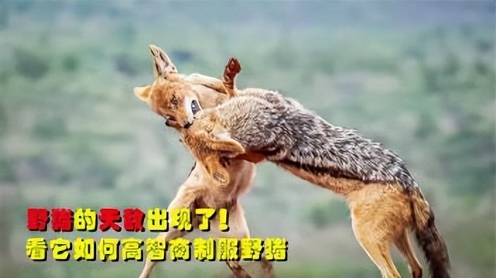 祁连山发现猛兽,祁连山发现的雪豹