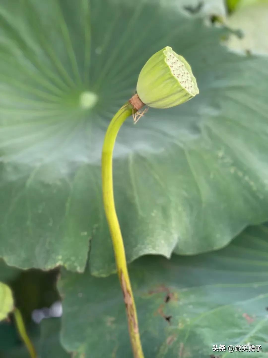 城市里的氧吧，广州番禺莲花山风景区