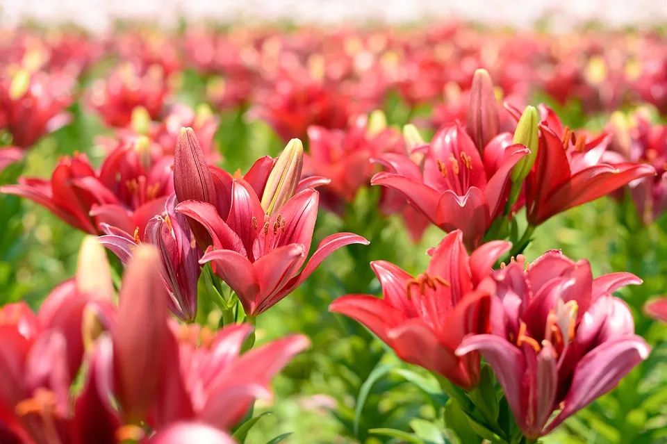 百合种类名称及图片及花语,可以入药的百合品种