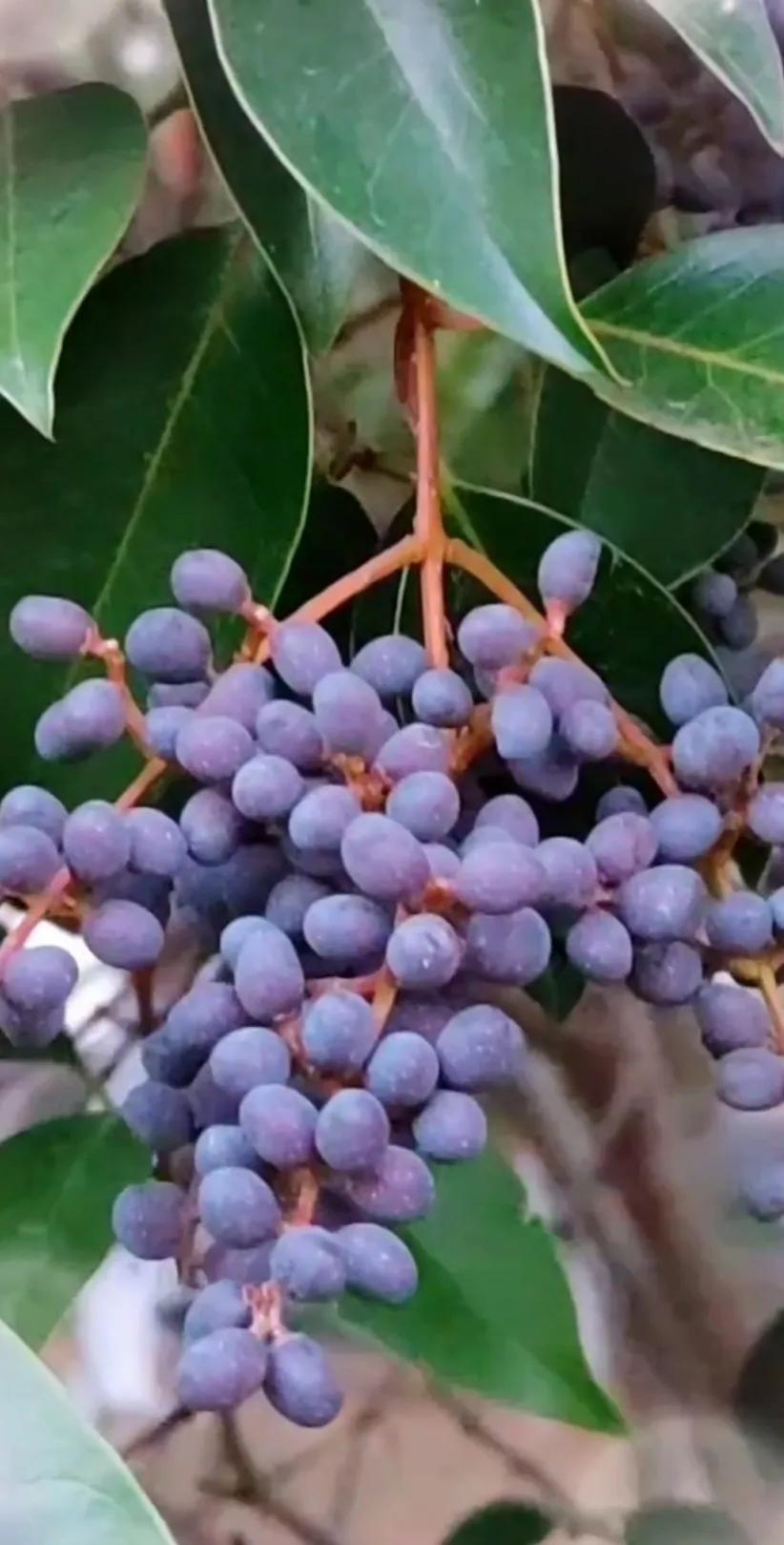 女贞子图片树木,女贞子树彩图