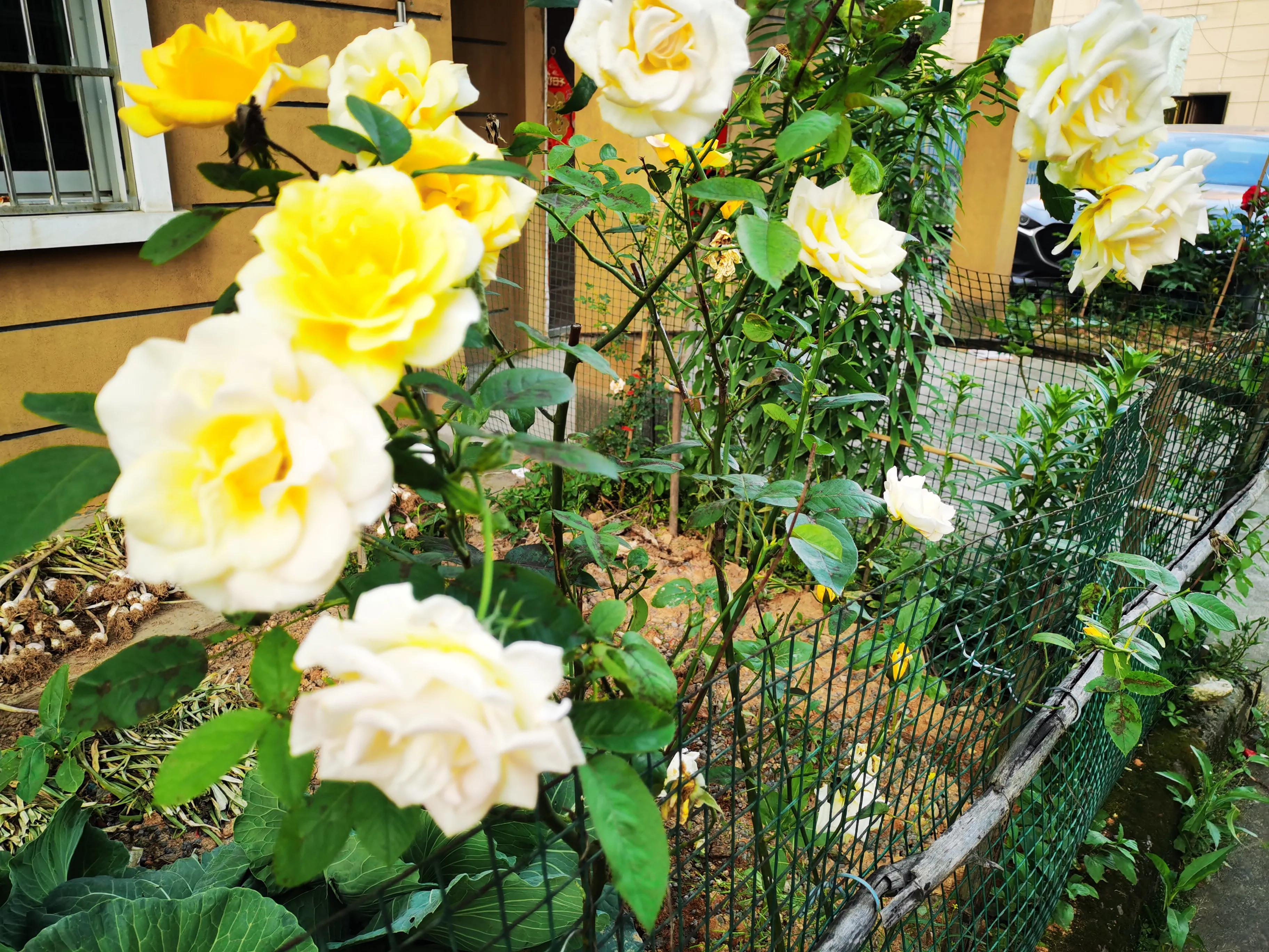 每一个冬天都会过去春天总会到来,别忧愁别烦恼一切都会过去的