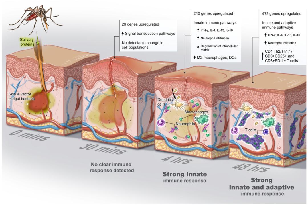 闻闻肉香就能燃烧脂肪?|一周科技