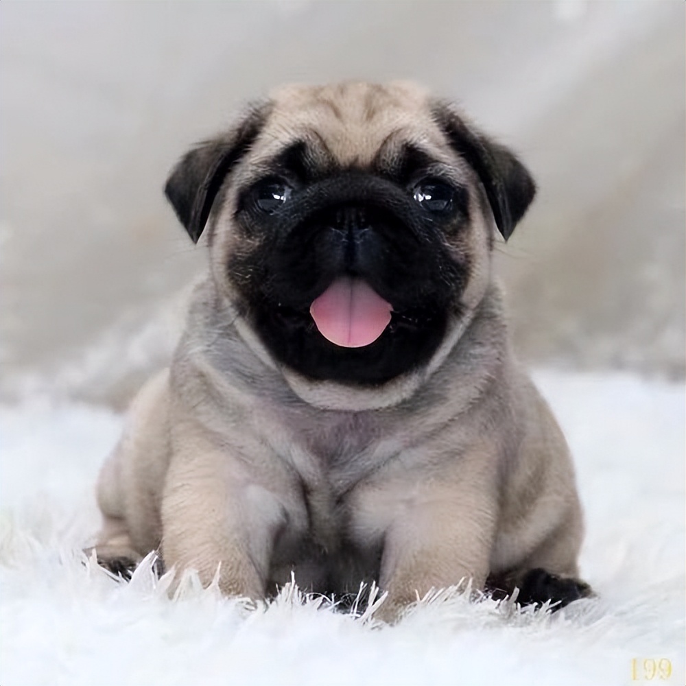 带你了解狗狗的个性养狗前必看,养狗首选这3种狗既便宜又好养