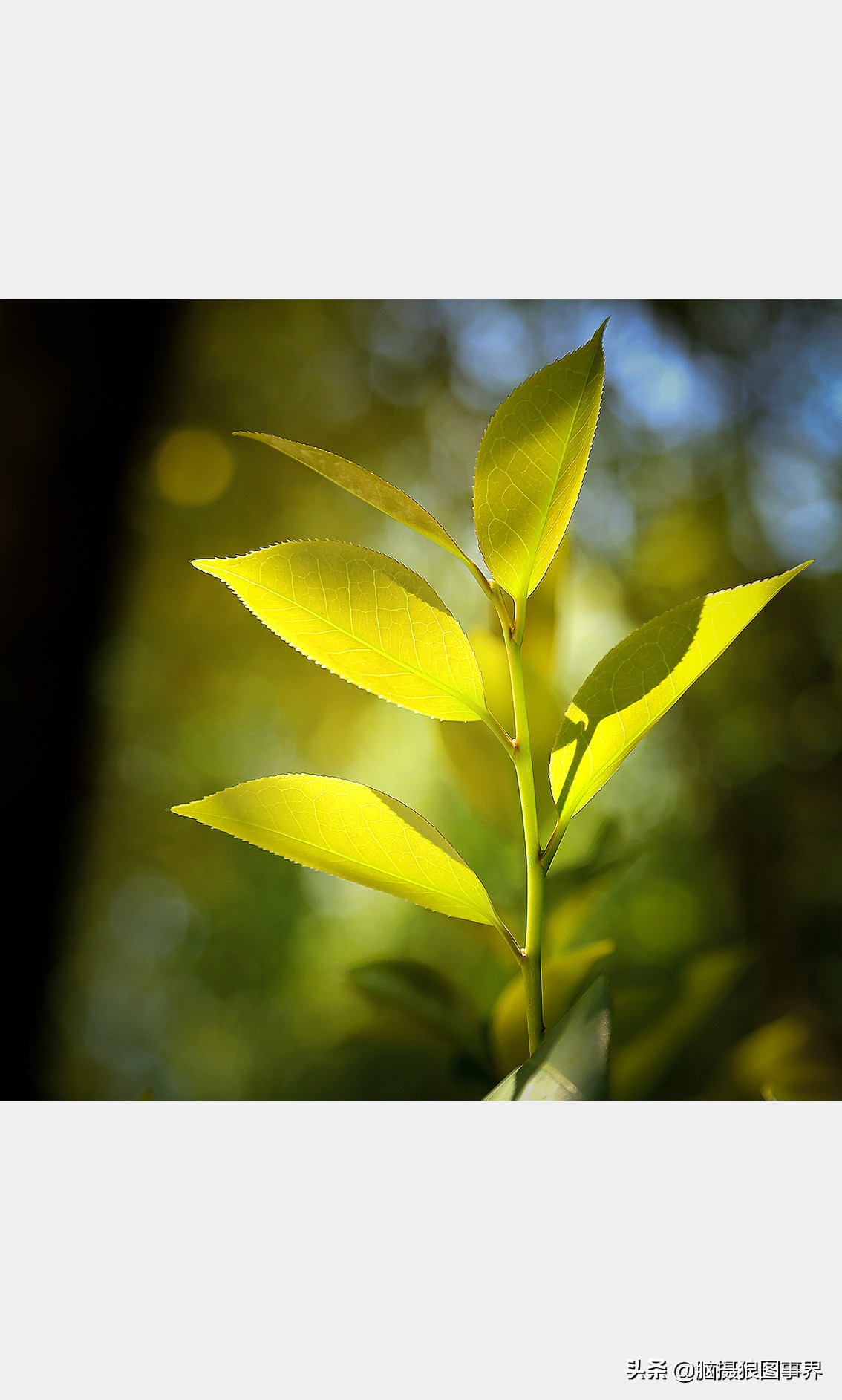 掌握的20个摄影构图法,拍摄照片常用的四种构图是哪几个