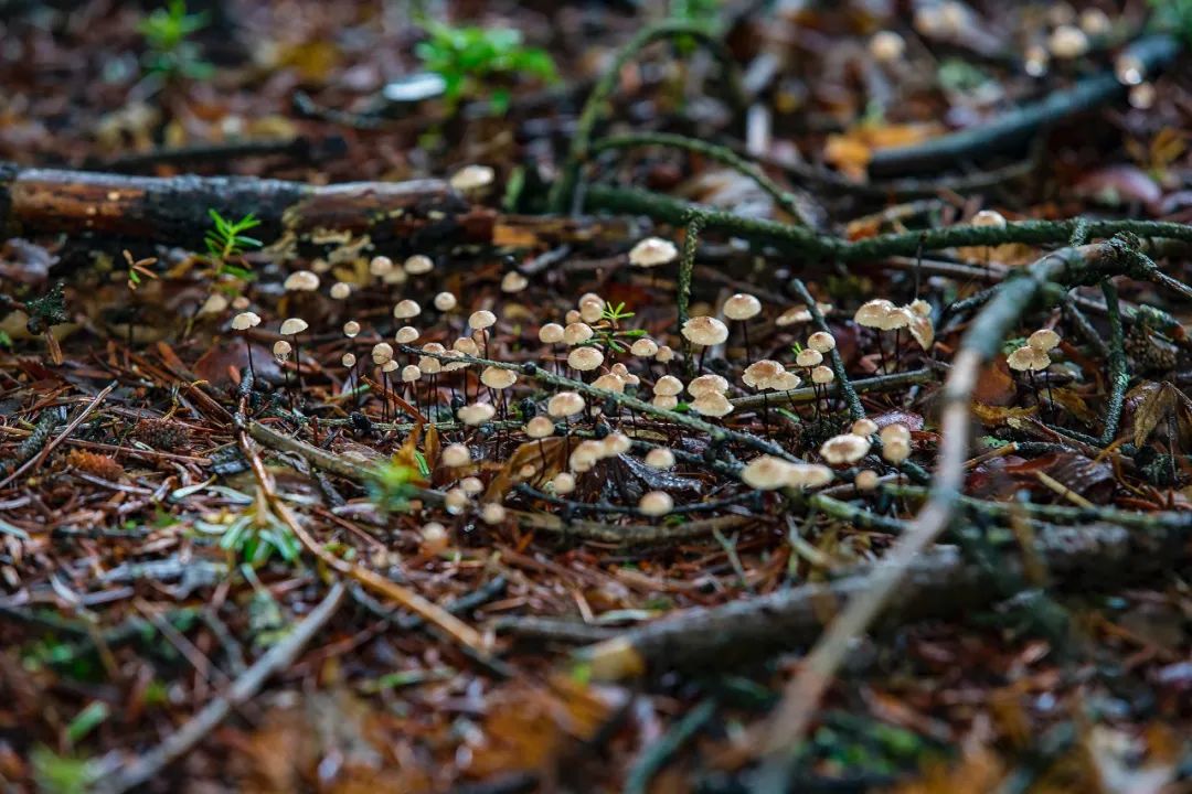 五毒月怎么杀虫,五毒月怎么预防生病