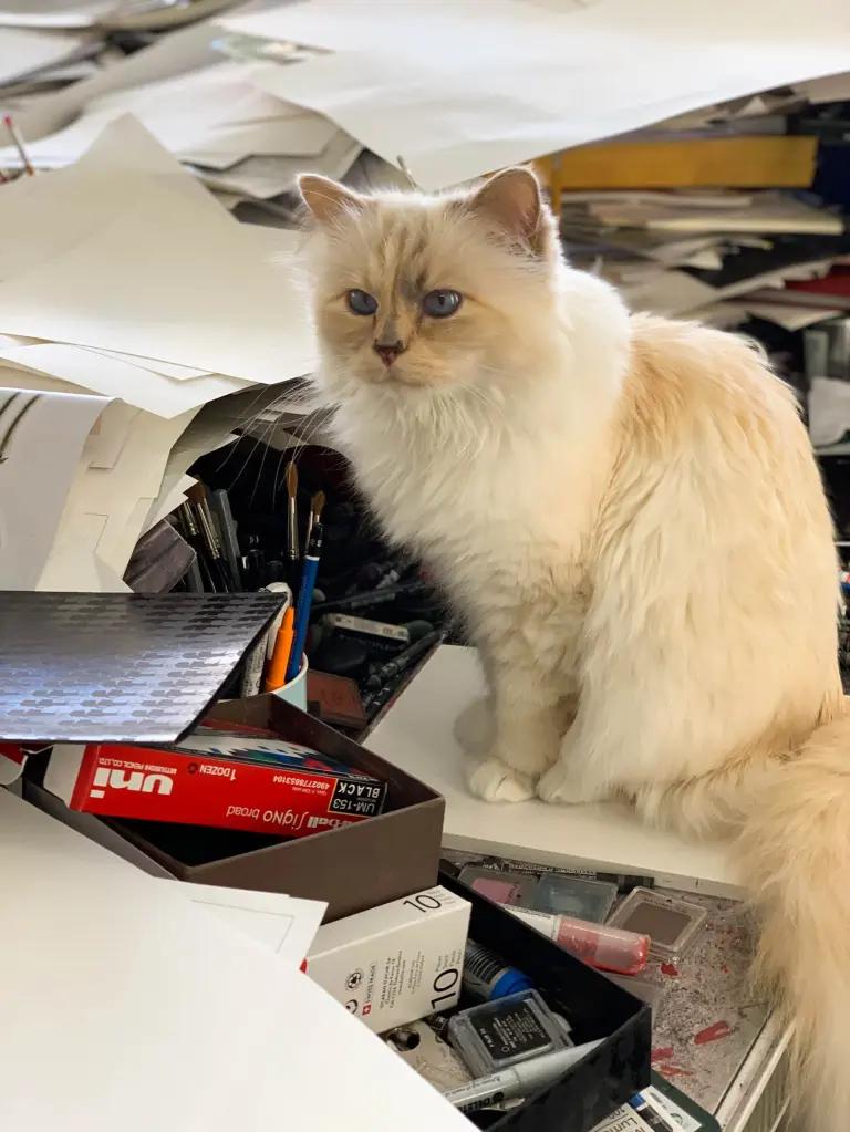 刘雯邓文迪,邓文迪杨紫琼