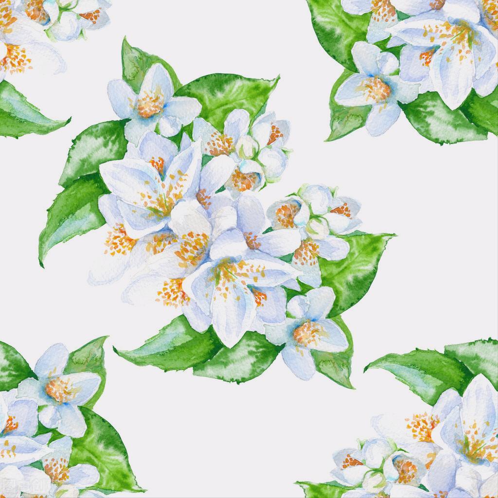 一花一世界一叶一花一菩提,春天来了一花一世界一叶一菩提