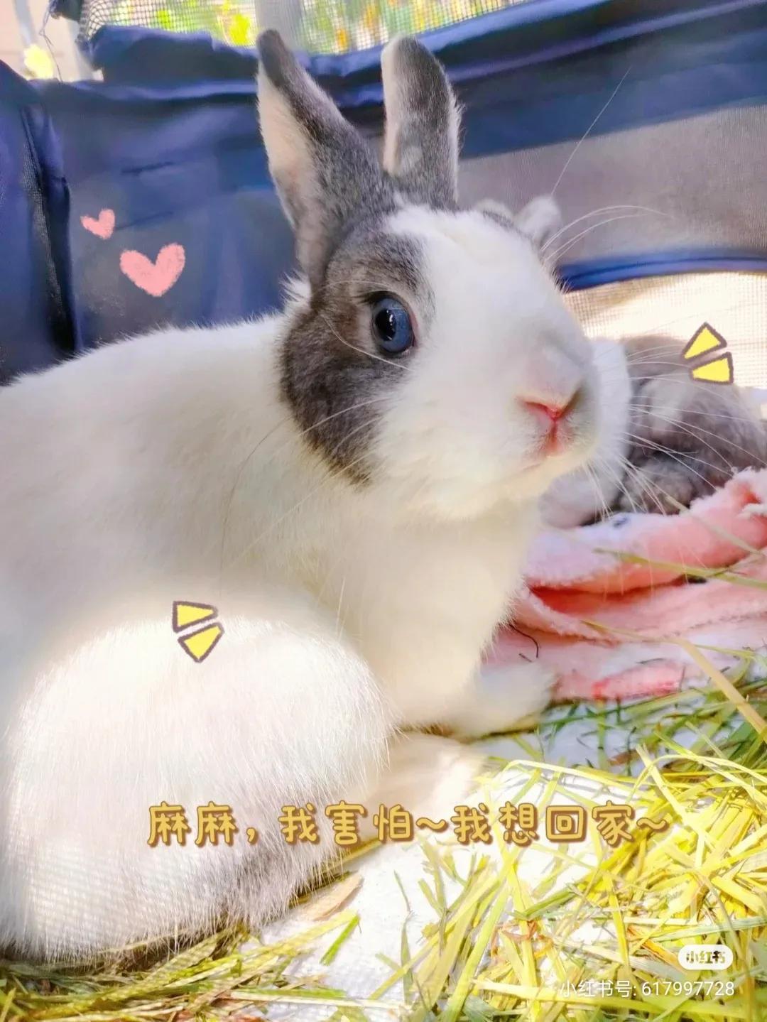 养兔记录,养兔记观察日记