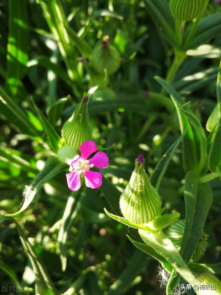 荠菜野菜大全,有一种野菜它长得像一根根面条
