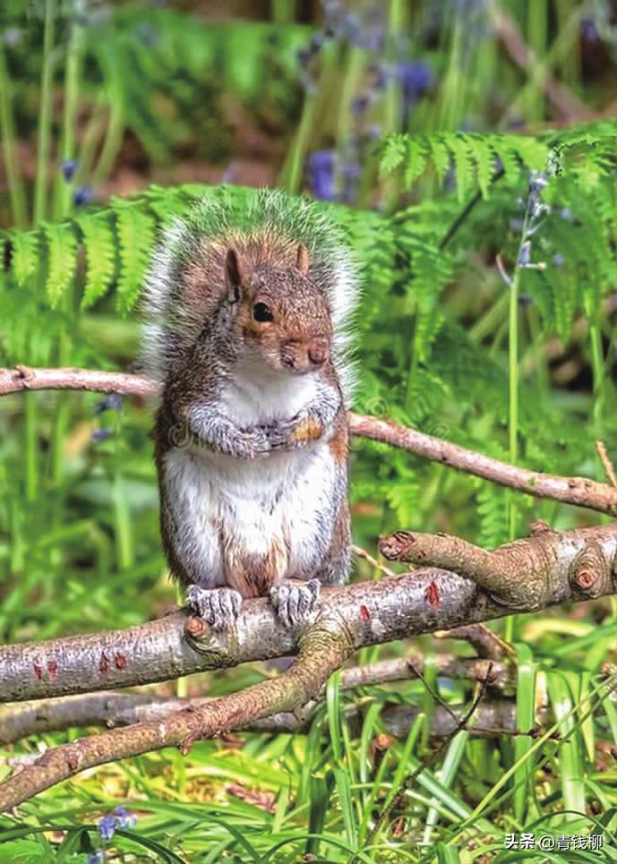 盆栽无花果的四季管理方法,四季无花果树苗什么季节栽种