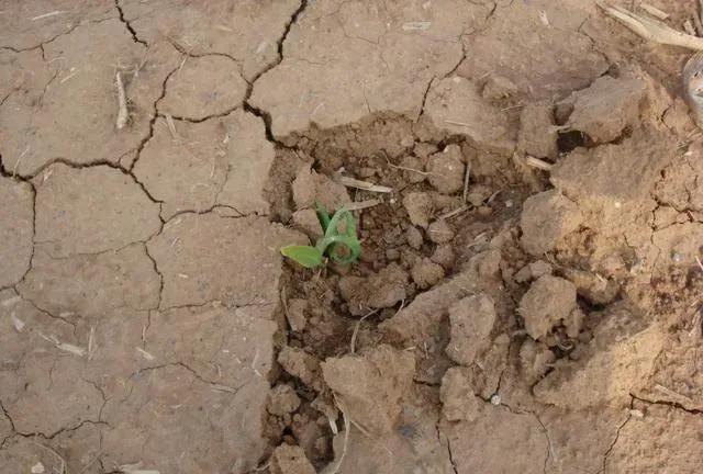 玉米播种怎样才能播得又快又好,玉米播种深浅有什么优缺点