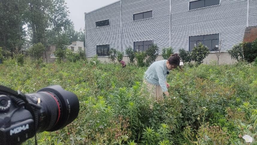 阜南邮政分公司“乡村振兴‘邮’我同行”系列电商助农-于集玫瑰