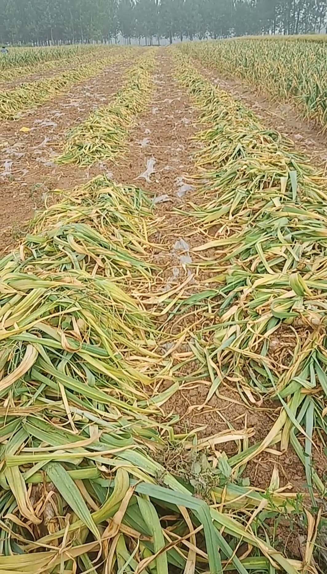 老蒜农说起蒜后等个两三天修剪,还可增产5%左右,有道理吗?