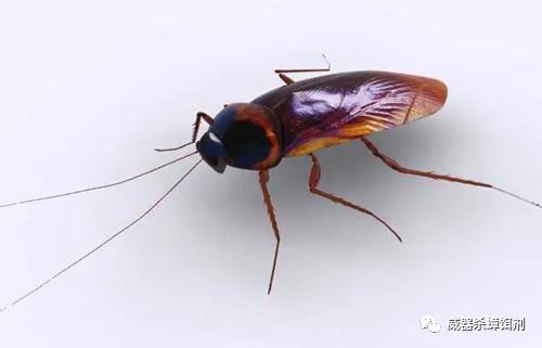 家里有蟑螂怎样能彻底消灭最有效,家里有蟑螂怎么消灭最有效方法