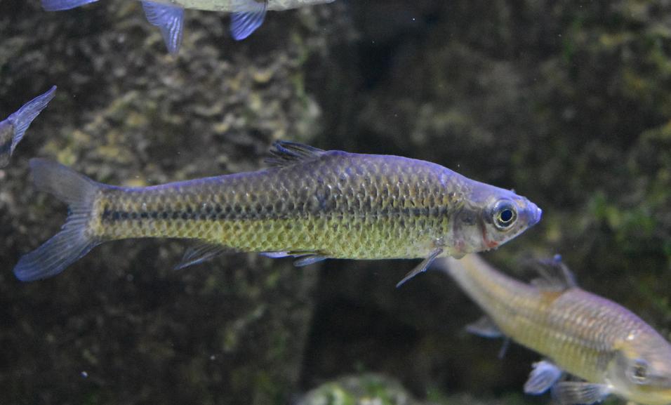 麦穗鱼养殖方法与养殖技巧,麦穗鱼如何规模化繁殖