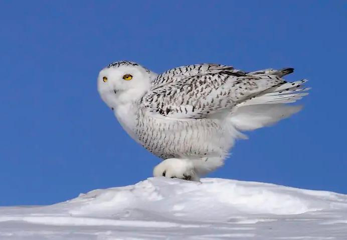 北京奥运会五个吉祥物代表的动物,北京奥运吉祥物代表动物