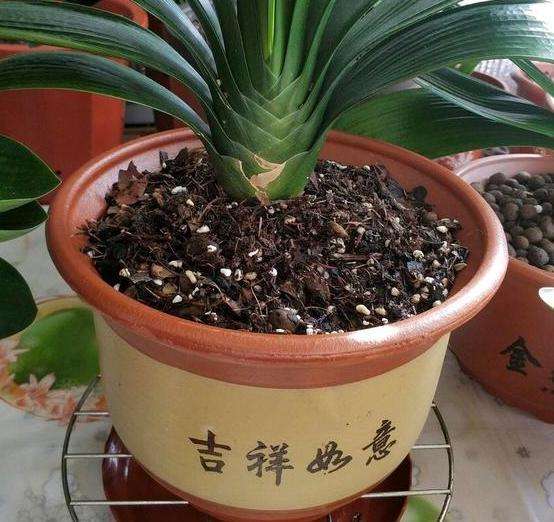 新手养护君子兰注意这三点,养君子兰避开3个误区叶大花又艳