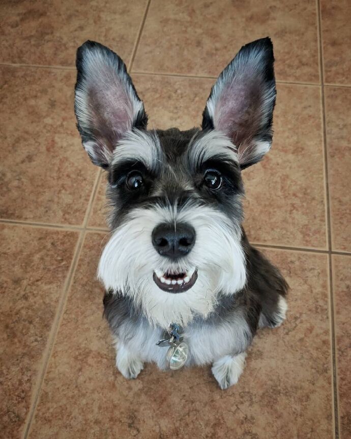 雪纳瑞老是咬手怎么办,雪纳瑞怎样才能不乱咬东西