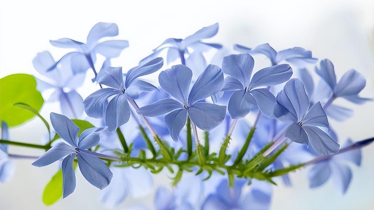 看看花市最受欢迎的6种花,这5种花再好看也别乱养