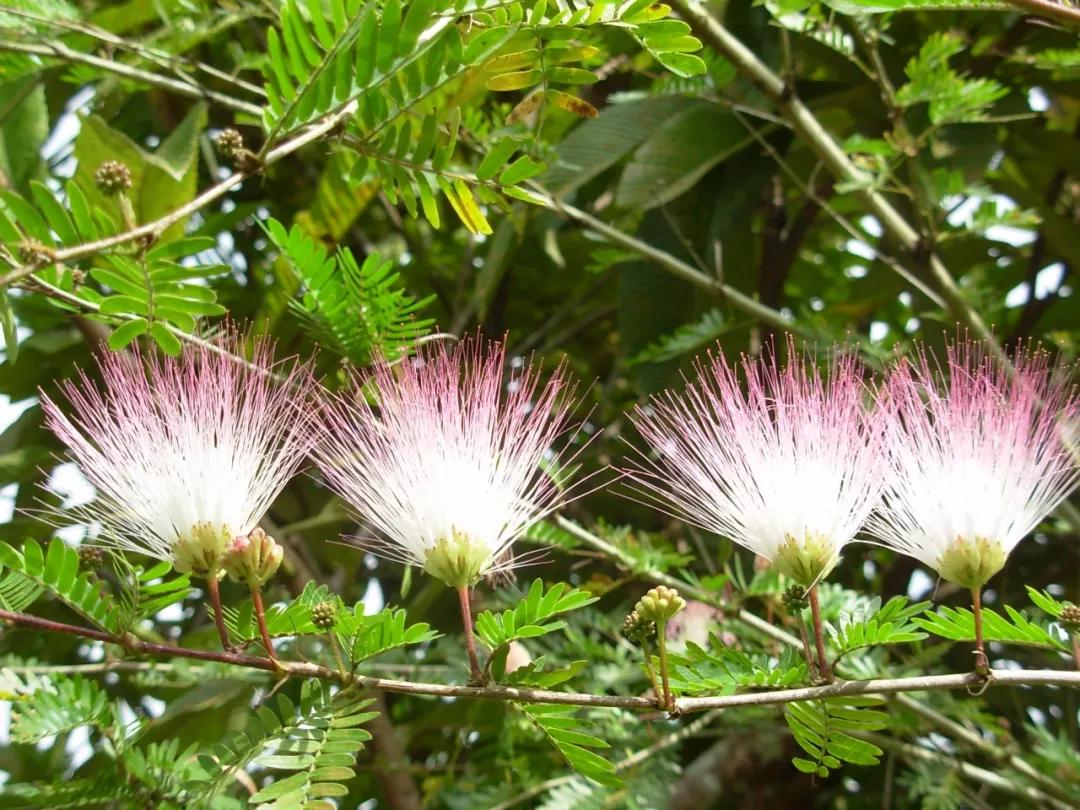 云南西双版纳旅游攻略app,云南西双版纳旅游攻略自由行12月