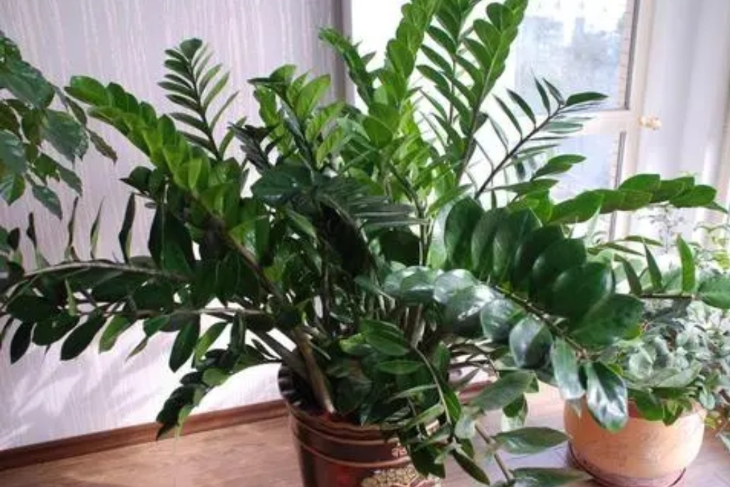 四种花旺财又养人,人养花花养人这15种花越养越干净