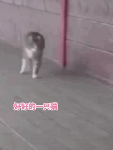 两只猫打架喵星人殊死搏斗满嘴毛,两只猫打架互拔胡子