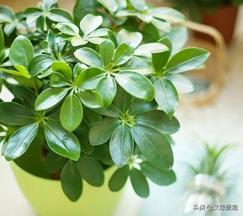 室内植物墙哪些类型植物合适,适合做绿植墙的常绿植物