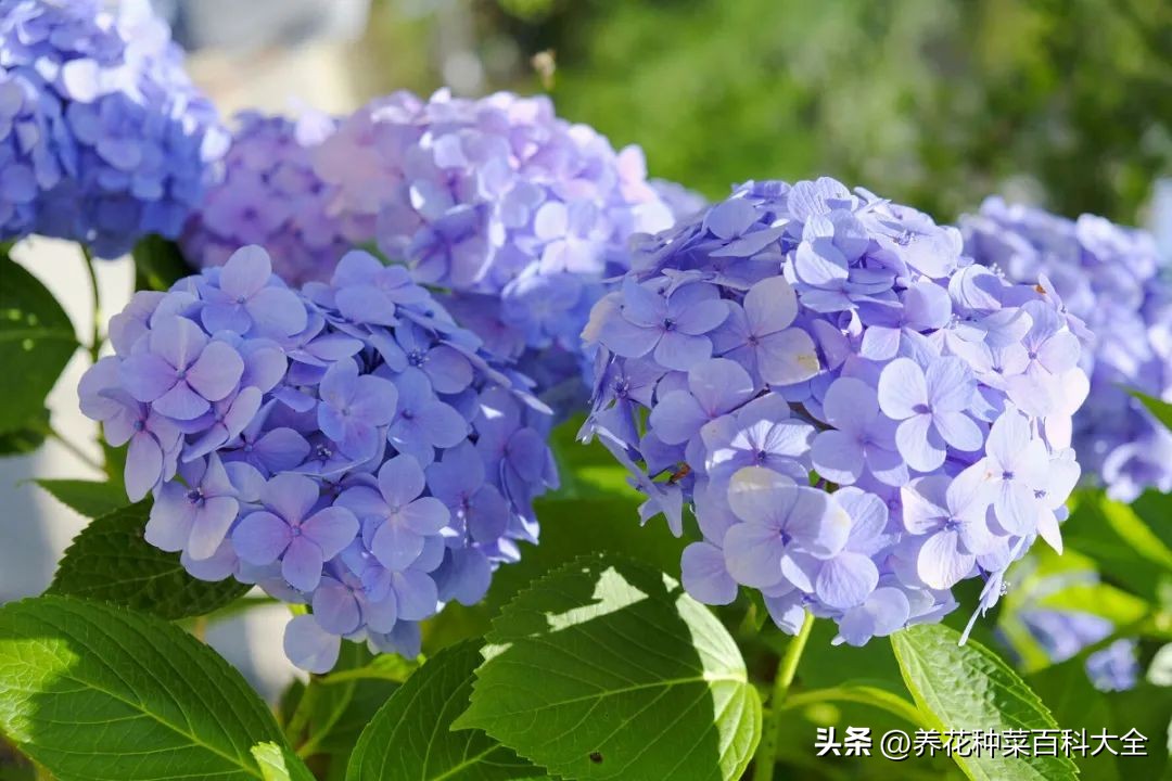 夏天如何拯救晒伤的花卉,太阳暴晒花卉怎么办